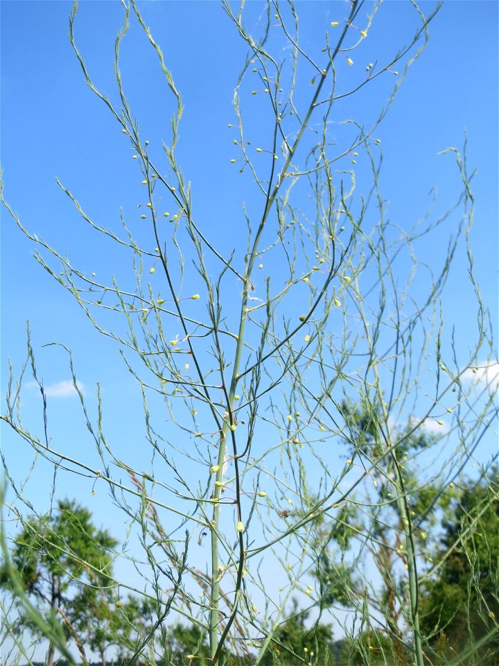 Verwilderter Gemüsespargel (Asparagus officinalis) beim Insultheimer Hof im Landschaftsschutzgebiet „Hockenheimer Rheinbogen“