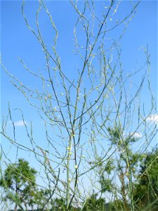 Verwilderter Gemüsespargel (Asparagus officinalis) beim Insultheimer Hof im Landschaftsschutzgebiet „Hockenheimer Rheinbogen“
