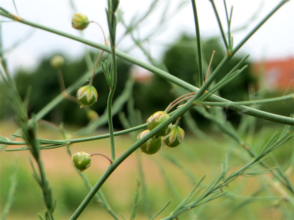 Verwilderter Gemüsespargel (Asparagus officinalis) auf einer Streuobstwiese in Hockenheim
