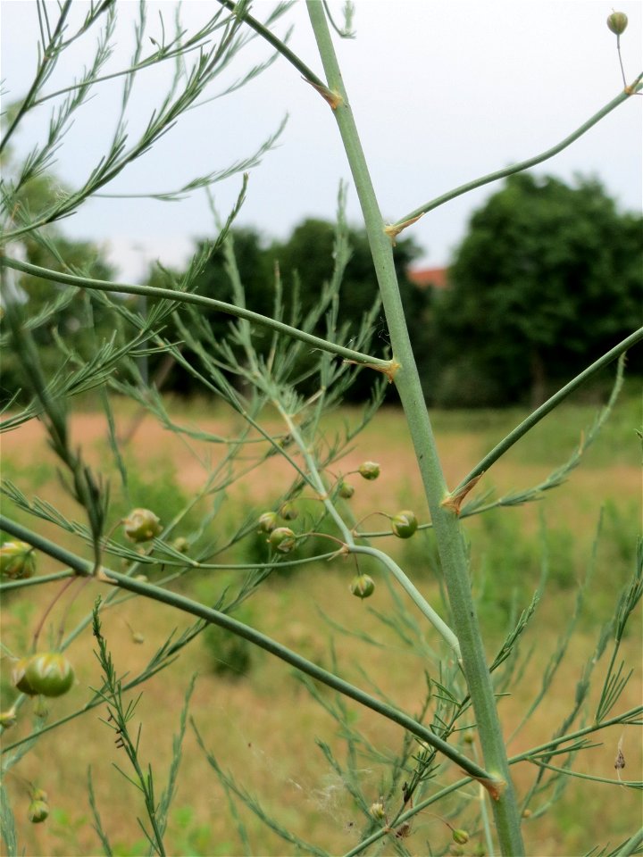 Verwilderter Gemüsespargel (Asparagus officinalis) auf einer Streuobstwiese in Hockenheim