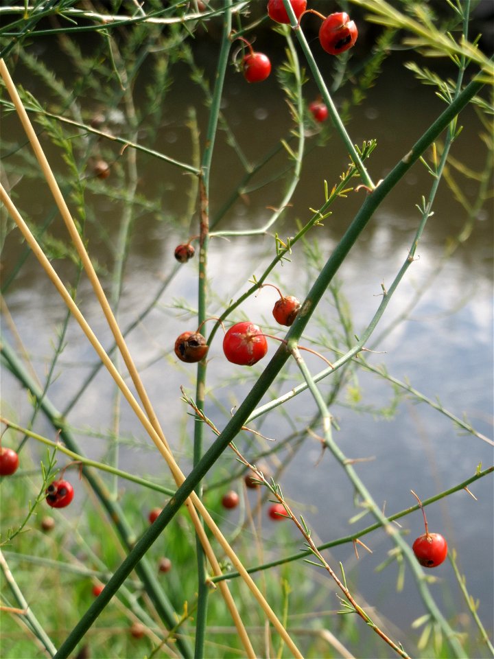 Verwilderter Gemüsespargel (Asparagus officinalis) am Kraichbach bei Hockenheim