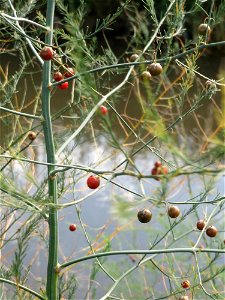 Verwilderter Gemüsespargel (Asparagus officinalis) am Kraichbach bei Hockenheim