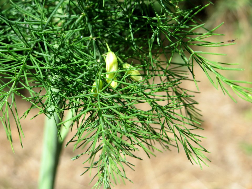 Verwilderter Gemüsespargel (Asparagus officinalis) an der A61 bei Hockenheim, Blütenstand