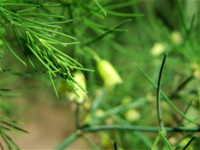 Verwilderter Gemüsespargel (Asparagus officinalis) an der A61 bei Hockenheim, Blütenstand