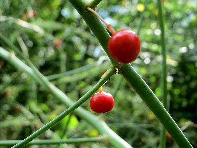 Verwilderter Gemüsespargel (Asparagus officinalis) in der Schwetzinger Hardt