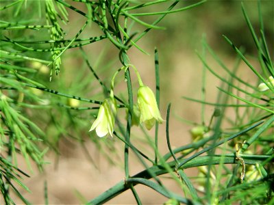 Verwilderter Gemüsespargel (Asparagus officinalis) an der A61 bei Hockenheim, Blütenstand