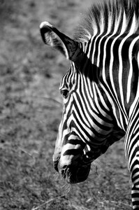 Black and white stripe monochrome photo