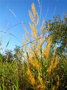 Verwilderter Gemüsespargel (Asparagus officinalis) bei Neulußheim