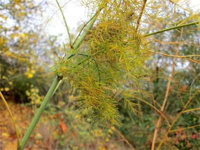 Verwilderter Gemüsespargel (Asparagus officinalis) an der A61 bei Hockenheim