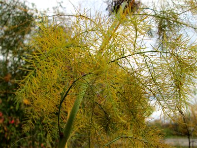 Verwilderter Gemüsespargel (Asparagus officinalis) an der A61 bei Hockenheim