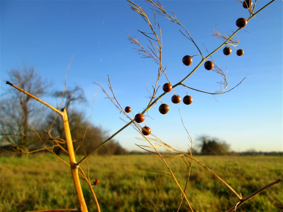 Verwilderter Gemüsespargel (Asparagus officinalis) bei Hockenheim