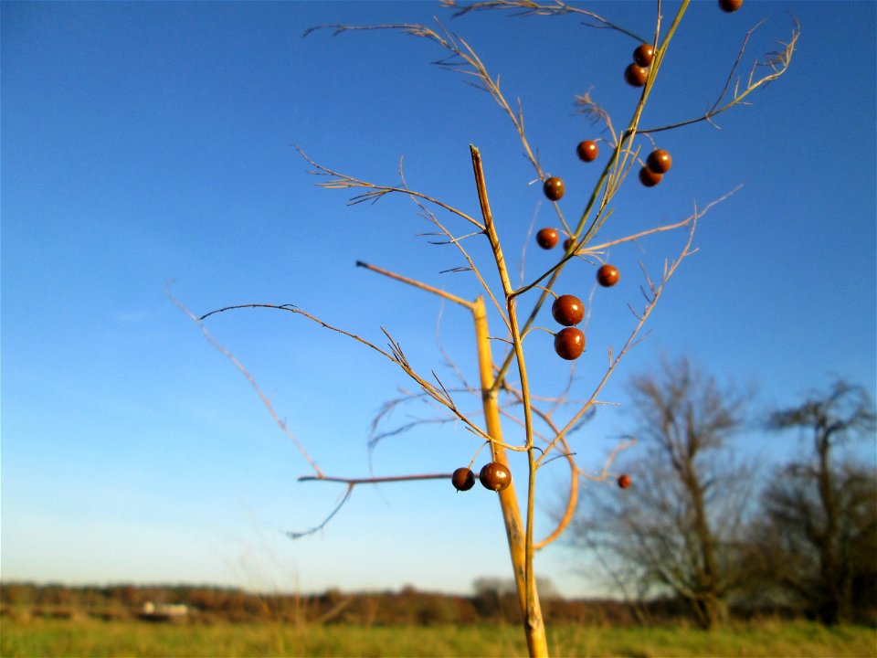 Verwilderter Gemüsespargel (Asparagus officinalis) bei Hockenheim