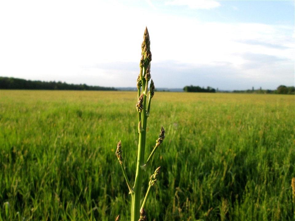 Verwilderter Gemüsespargel (Asparagus officinalis) im Landschaftsschutsgebiet „Saalbachniederung“ bei Bruchsal