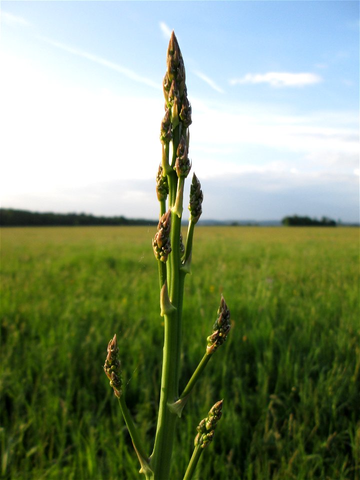 Verwilderter Gemüsespargel (Asparagus officinalis) im Landschaftsschutsgebiet „Saalbachniederung“ bei Bruchsal