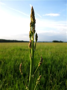 Verwilderter Gemüsespargel (Asparagus officinalis) im Landschaftsschutsgebiet „Saalbachniederung“ bei Bruchsal