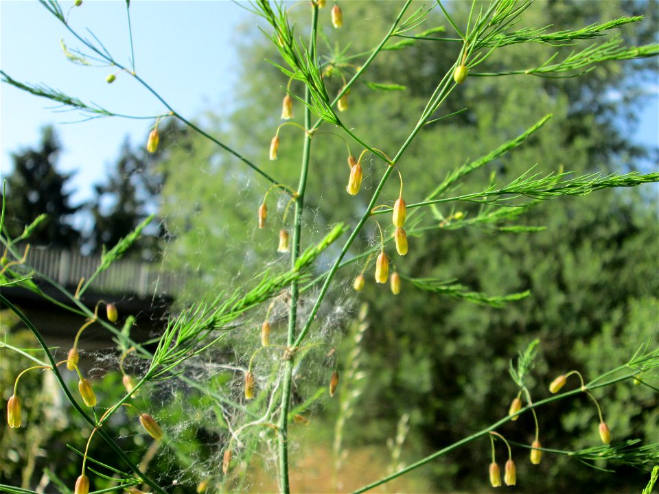 Verwilderter Gemüsespargel (Asparagus officinalis) am Kraichbach in Hockenheim