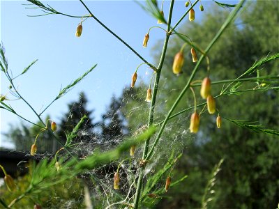 Verwilderter Gemüsespargel (Asparagus officinalis) am Kraichbach in Hockenheim