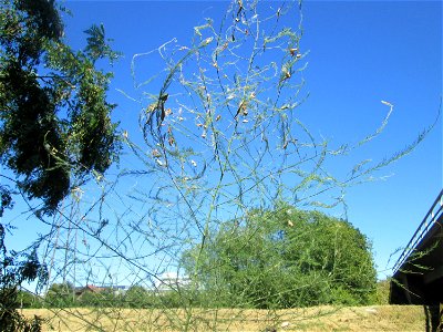 Verwilderter Gemüsespargel (Asparagus officinalis) an der A61 im Landschaftsschutzgebiet „Hockenheimer Rheinbogen“