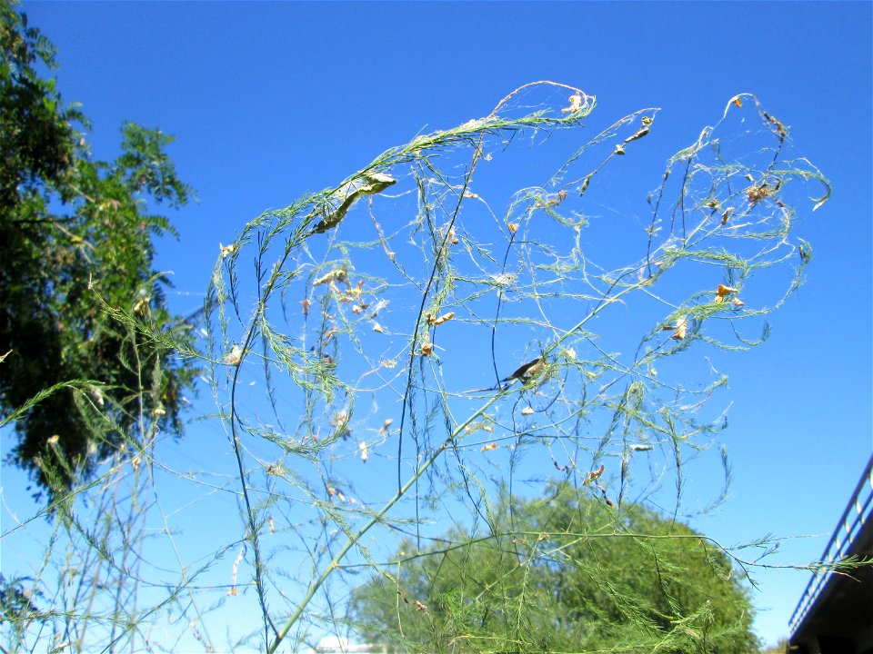 Verwilderter Gemüsespargel (Asparagus officinalis) an der A61 im Landschaftsschutzgebiet „Hockenheimer Rheinbogen“