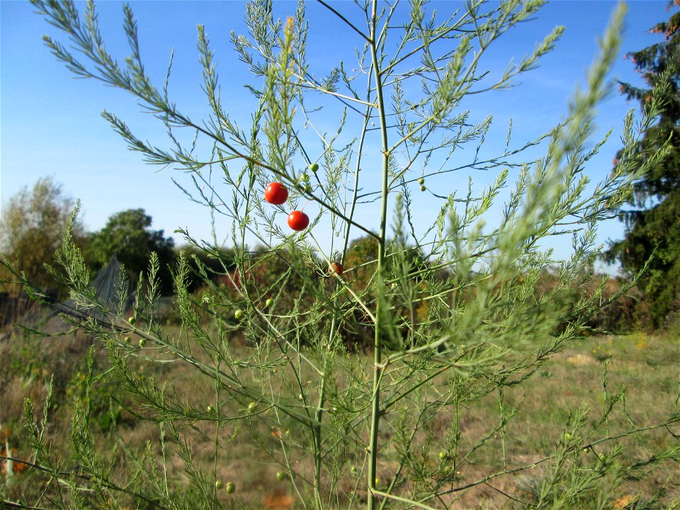 Verwilderter Gemüsespargel (Asparagus officinalis) in Hockenheim