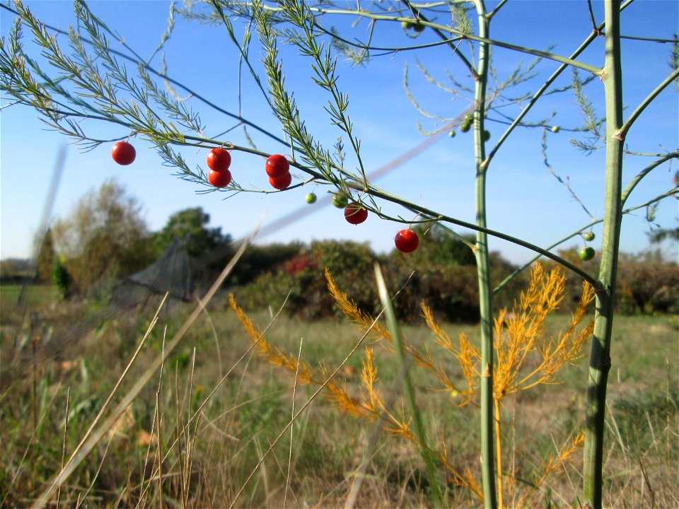 Verwilderter Gemüsespargel (Asparagus officinalis) in Hockenheim