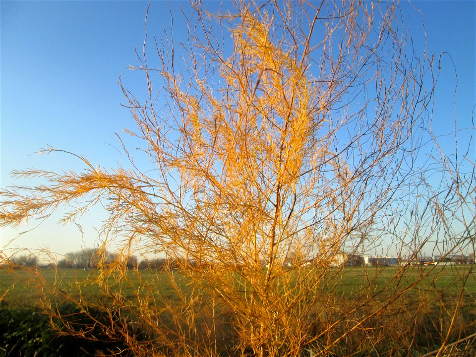 Verwilderter Gemüsespargel (Asparagus officinalis) in Hockenheim-Talhaus - über Vögel breitet sich der Spargel kilometerweit von den Feldern aus