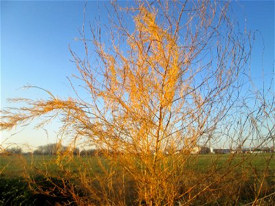 Verwilderter Gemüsespargel (Asparagus officinalis) in Hockenheim-Talhaus - über Vögel breitet sich der Spargel kilometerweit von den Feldern aus