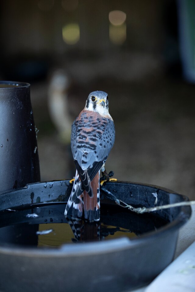 Hawk nature perched