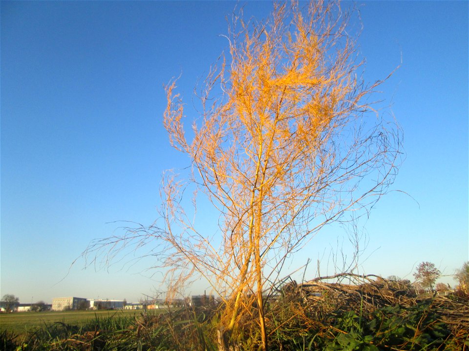 Verwilderter Gemüsespargel (Asparagus officinalis) in Hockenheim-Talhaus - über Vögel breitet sich der Spargel kilometerweit von den Feldern entfernt aus