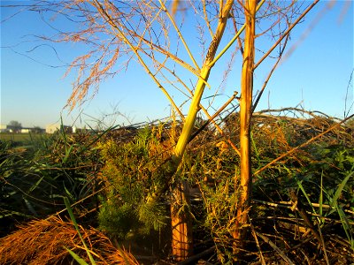 Verwilderter Gemüsespargel (Asparagus officinalis) in Hockenheim-Talhaus - über Vögel breitet sich der Spargel kilometerweit von den Feldern entfernt aus photo
