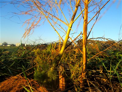 Verwilderter Gemüsespargel (Asparagus officinalis) in Hockenheim-Talhaus - über Vögel breitet sich der Spargel kilometerweit von den Feldern entfernt aus
