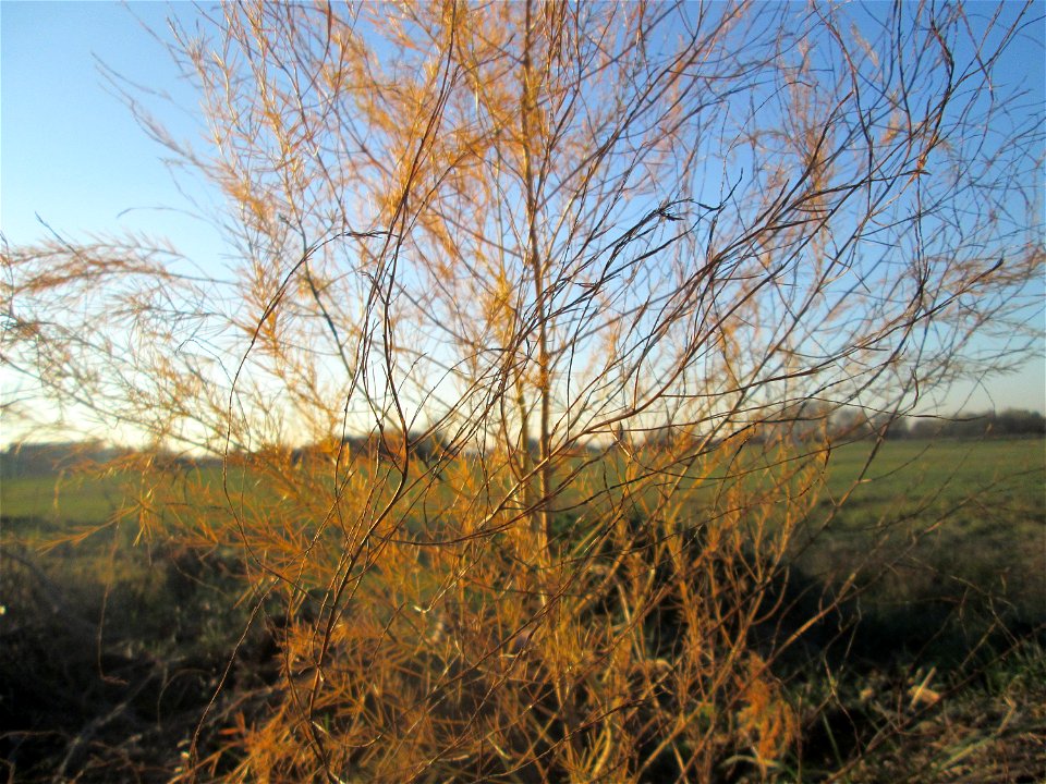 Verwilderter Gemüsespargel (Asparagus officinalis) in Hockenheim-Talhaus - über Vögel breitet sich der Spargel kilometerweit von den Feldern entfernt aus