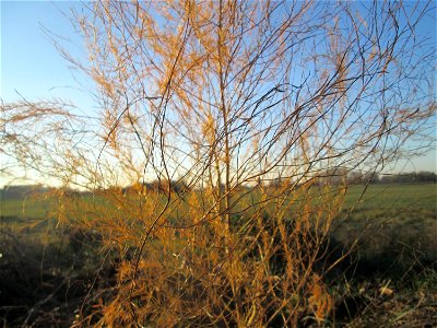 Verwilderter Gemüsespargel (Asparagus officinalis) in Hockenheim-Talhaus - über Vögel breitet sich der Spargel kilometerweit von den Feldern entfernt aus