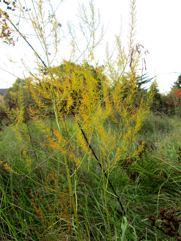 Verwilderter Gemüsespargel (Asparagus officinalis) in einem aufgelassenen Gartengrundstück in Brebach