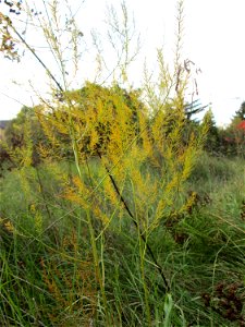 Verwilderter Gemüsespargel (Asparagus officinalis) in einem aufgelassenen Gartengrundstück in Brebach