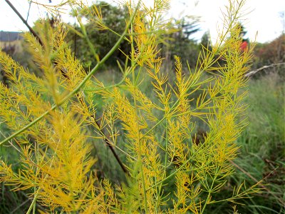 Verwilderter Gemüsespargel (Asparagus officinalis) in einem aufgelassenen Gartengrundstück in Brebach