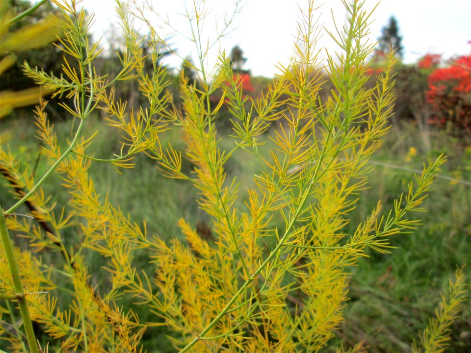 Verwilderter Gemüsespargel (Asparagus officinalis) in einem aufgelassenen Gartengrundstück in Brebach