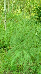 wild asparagus (Asparagus officinalis) photo