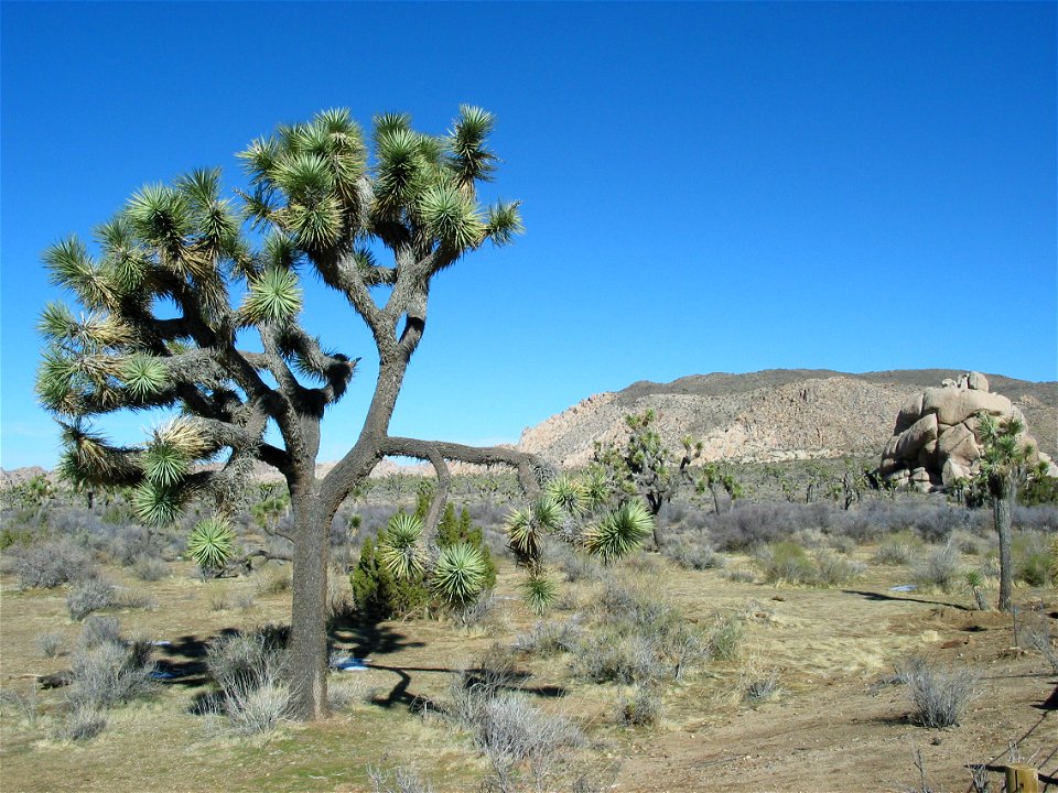 Joshue Tree National Park