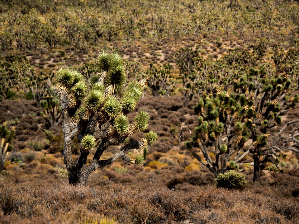 Joshua Tree Forest