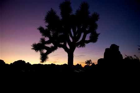 Photo: NPS / Kelsey Graczyk

Alt text: Joshua tree silhoette with the setting sun