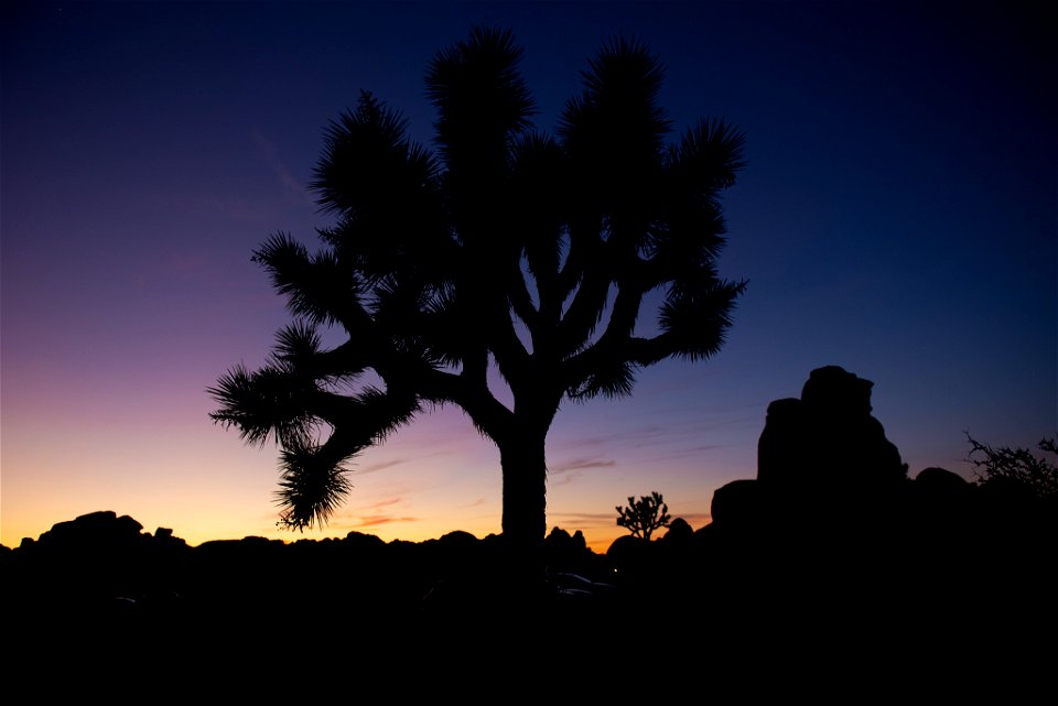 Photo: NPS / Kelsey Graczyk

Alt text: Joshua tree silhoette with the setting sun