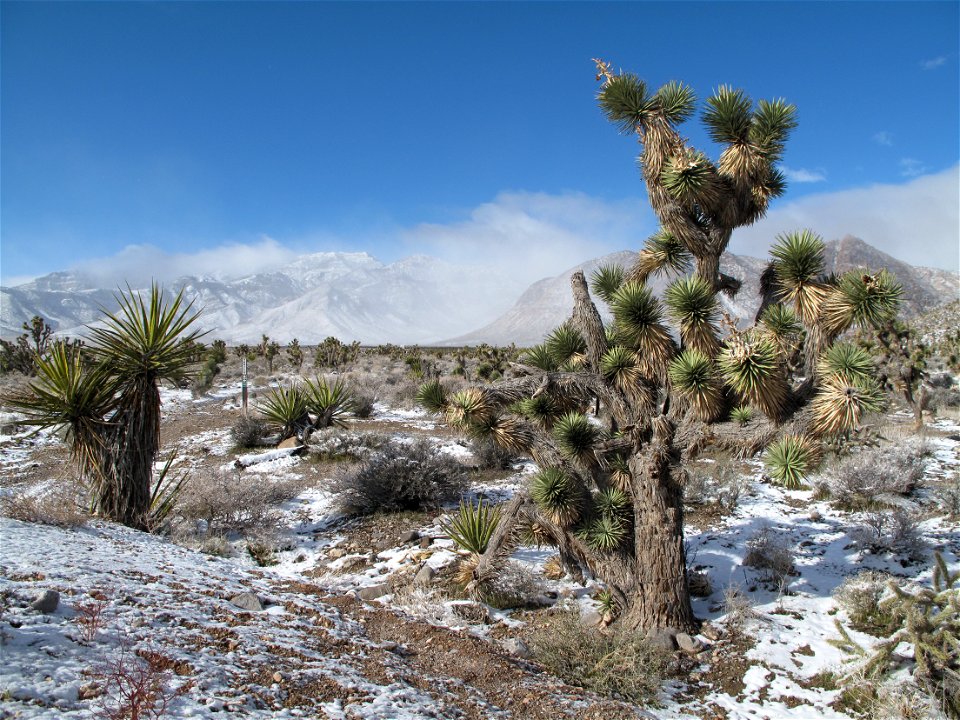 Joshua Tree near Las Vegas (Road NV 160 W) after a winter storm.