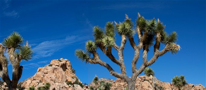 Joshua Trees in Lost Horse Valley.