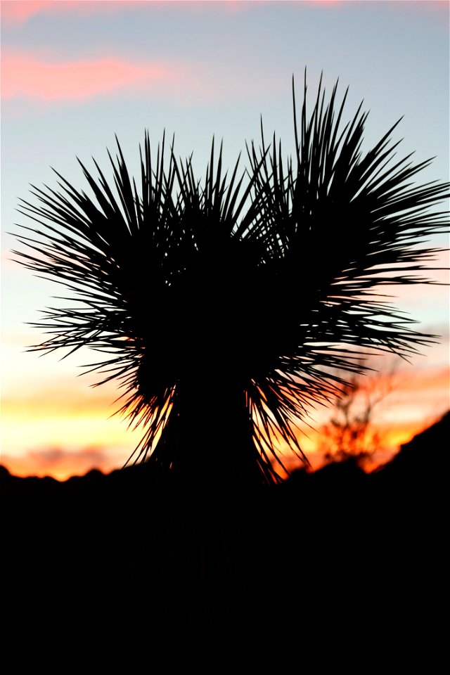 NPS Photo by Robb Hannawacker