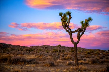 NPS / Emily Hassell Alt text: A lone Joshua tree stands in front of a pink and blue sunset sky. photo