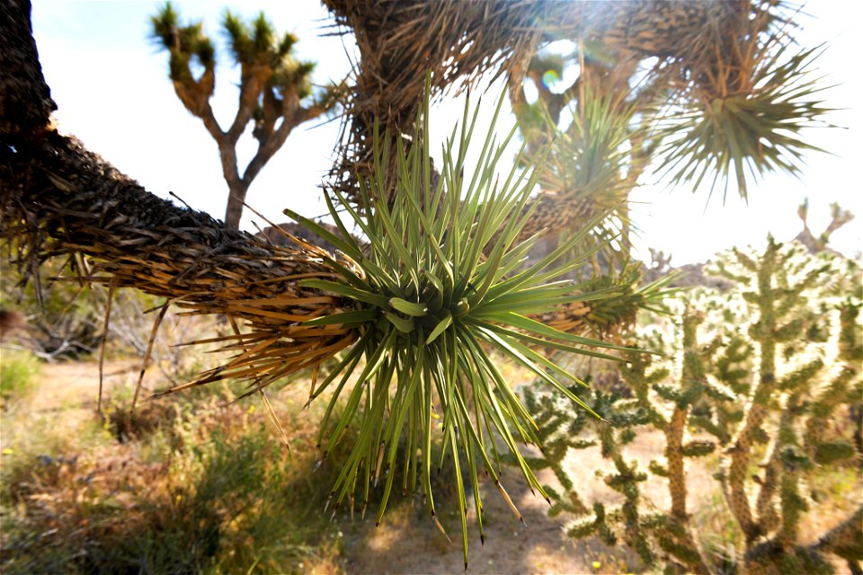 NPS / Emily Hassell

Alt text: Golden sunshine filters through the spiky green leaves of a Joshua tree, with a cholla cacti glowing in the light in the background.