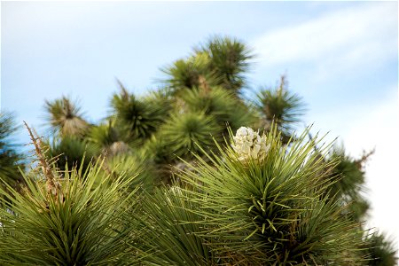 NPS/Brad Sutton