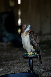Bird nature predator