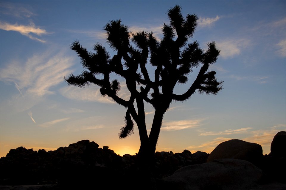 Photo: NPS / Kelsey Graczyk

Alt text: Joshua tree silhouette with the setting sun